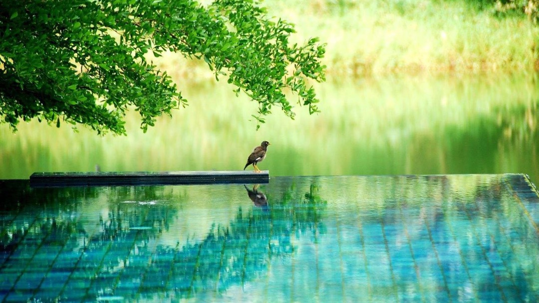 富力惠林温泉比稿竞标案