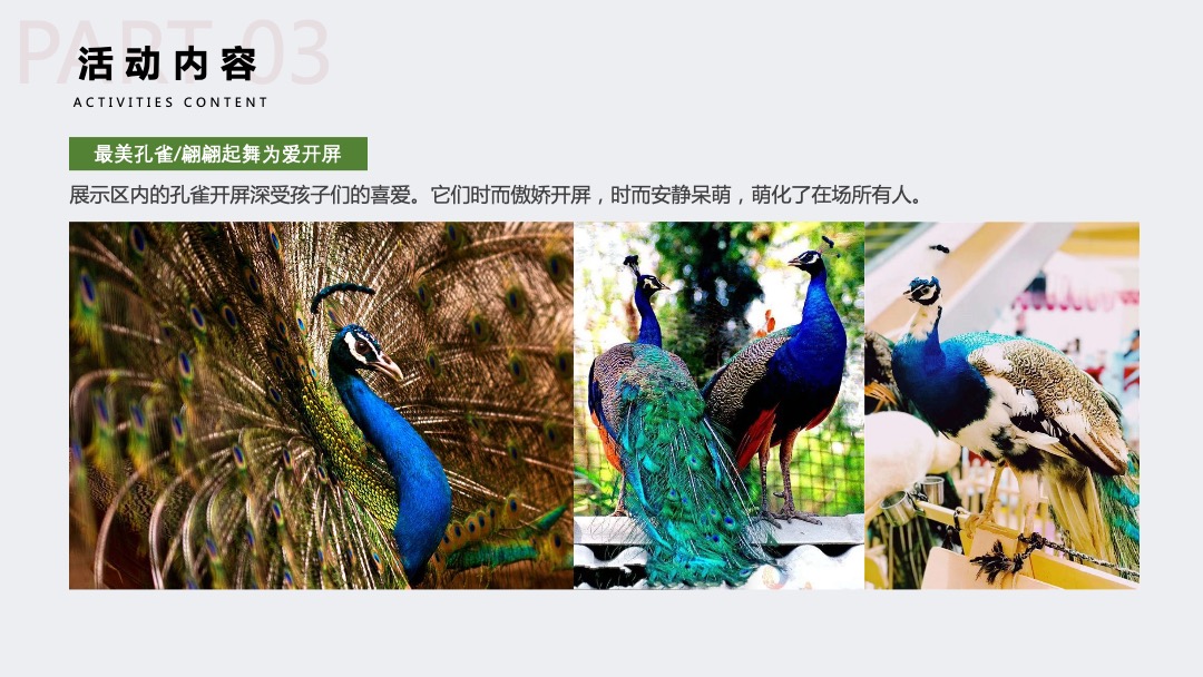 地产项目十一国庆萌宠嘉年华（萌宠森林派对主题）活动策划方案