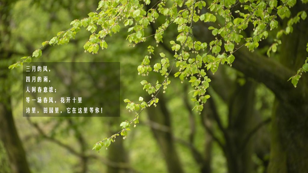 文旅项目春季（诗里田园春游记主题）活动策划方案