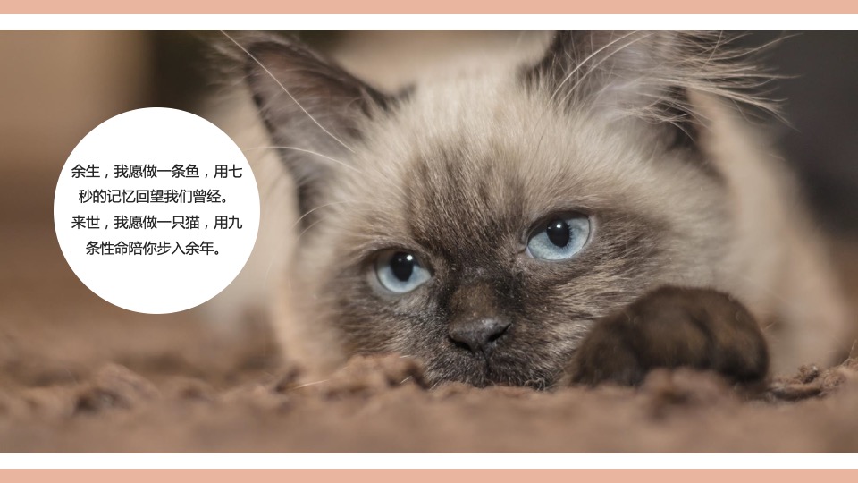 御景滨江花园五一萌宠主题活动思路案