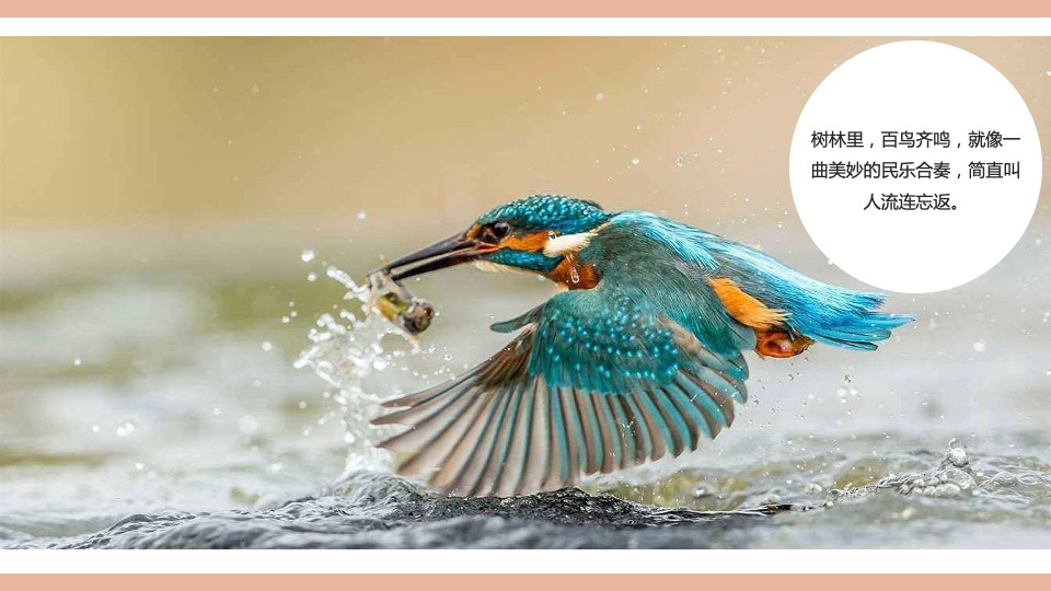 御景滨江花园五一萌宠主题活动思路案