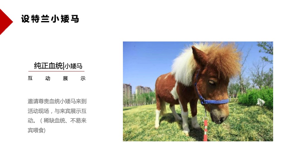 御景滨江花园五一萌宠主题活动思路案