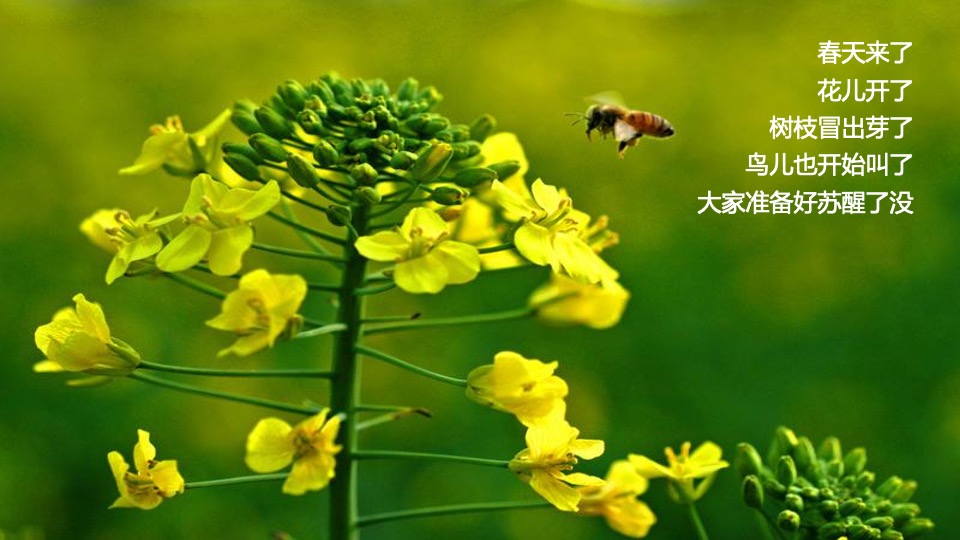 地产项目春季三月月度系列暖场（以鲜花·遇见美好主题）活动策划方案