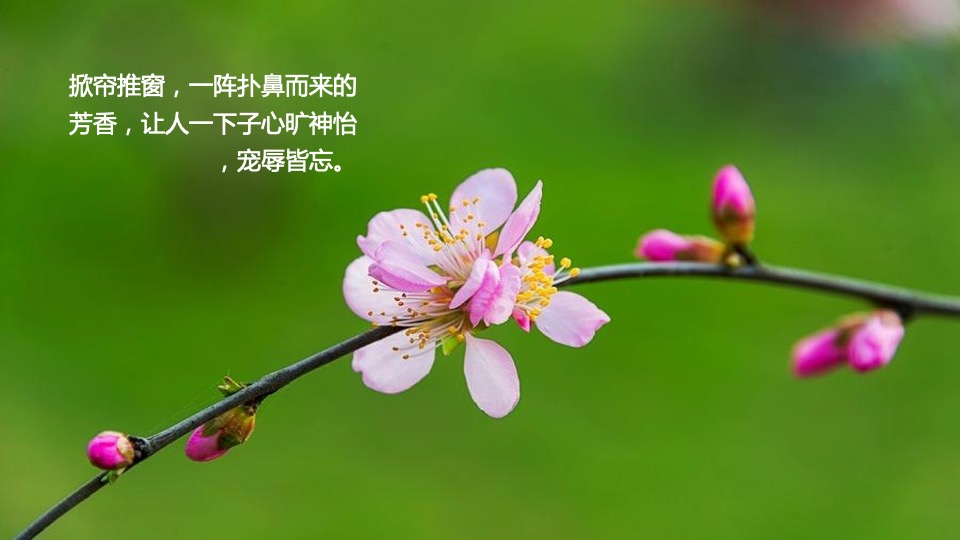 地产项目春季三月月度系列暖场（以鲜花·遇见美好主题）活动策划方案