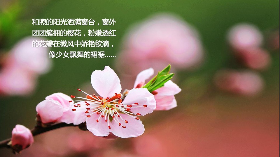 地产项目春季三月月度系列暖场（以鲜花·遇见美好主题）活动策划方案