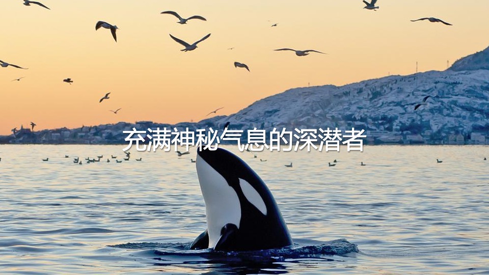 商业广场夏季美陈（渔人湾码头主题）包装方案