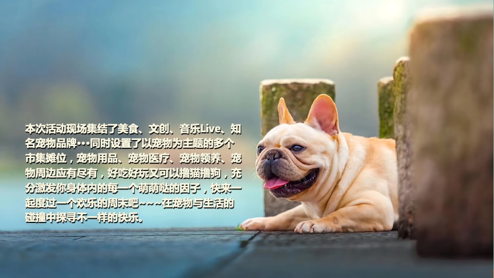 商业广场宠物市集嘉年华（萌宠夏日主题）活动策划方案