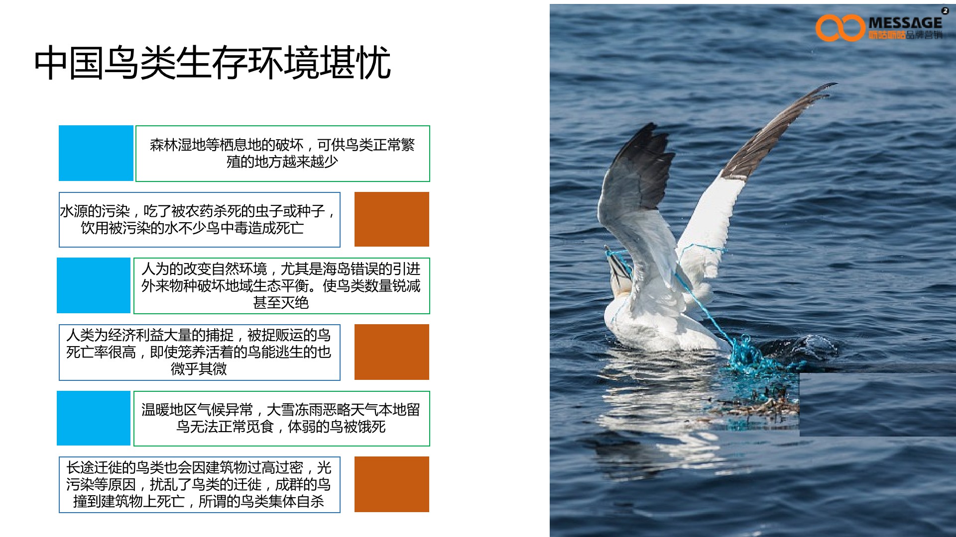 任鸟飞99公益日项目传播推广方案