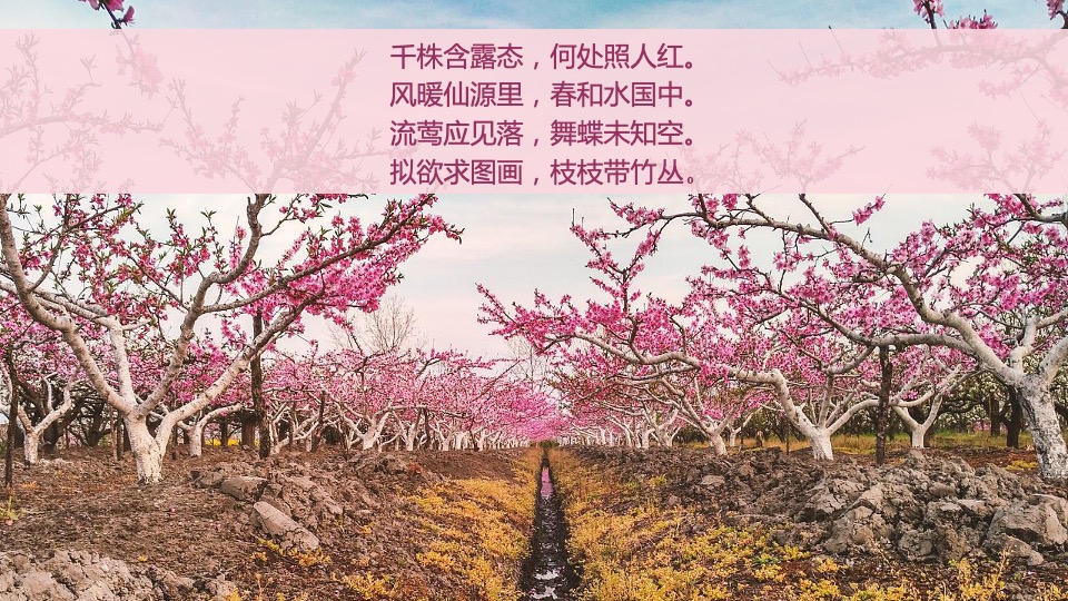 文旅景区第九届桃花文化旅游节主题活动策划方案