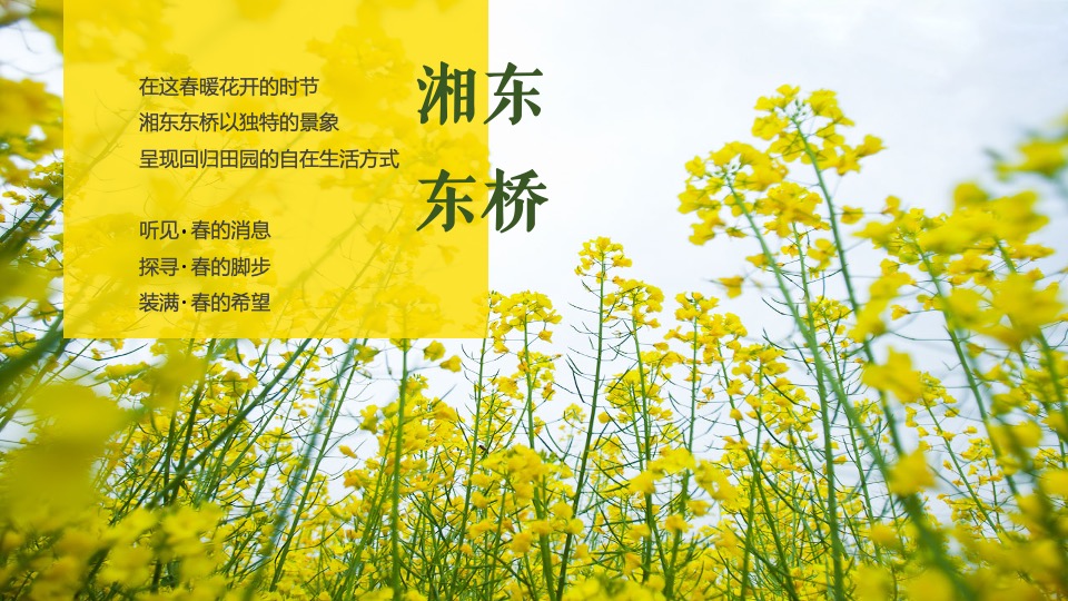 文旅景区旅游消费节暨第十三届油菜花节活动策划方案