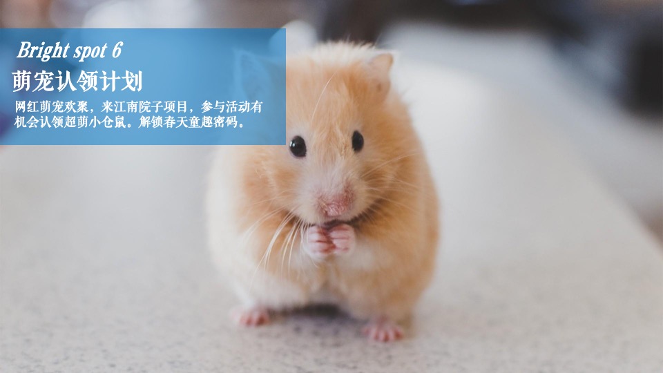 地产项目春日萌宠聚会系列（院子里的理想假期主题）活动策划方案