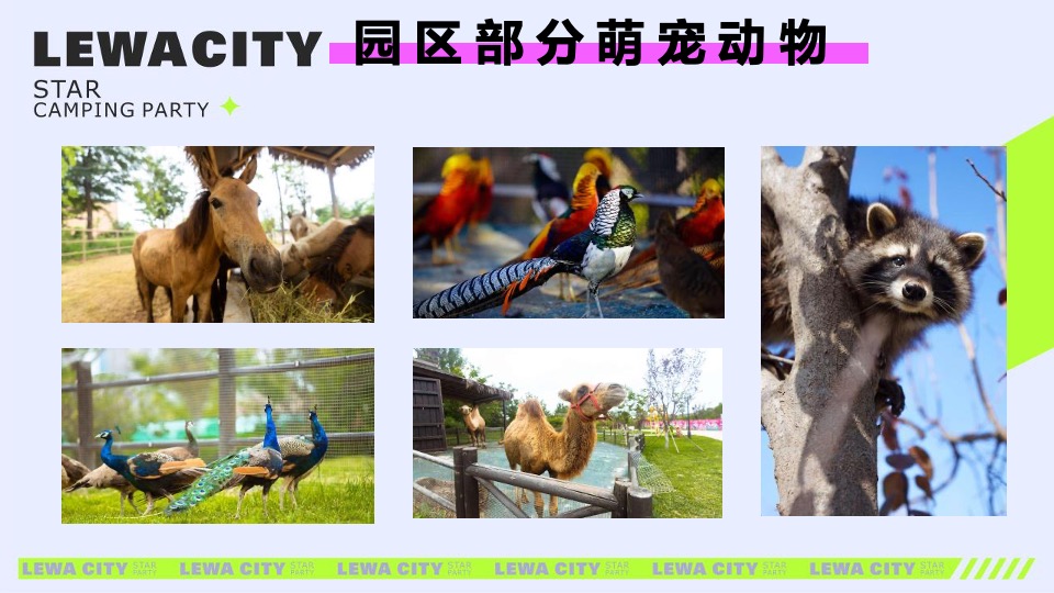 乐华城·秦汉园星空野营计划活动策划方案