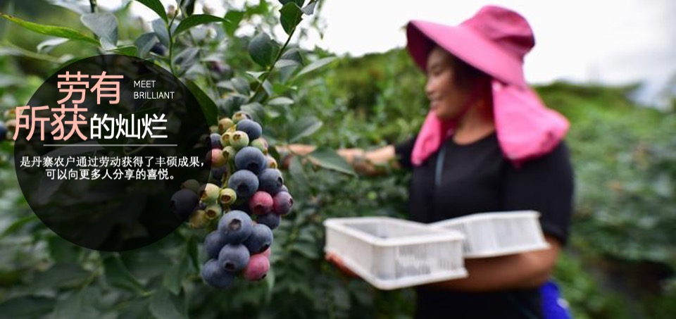 蓝莓果酒品牌年度推广策略提案