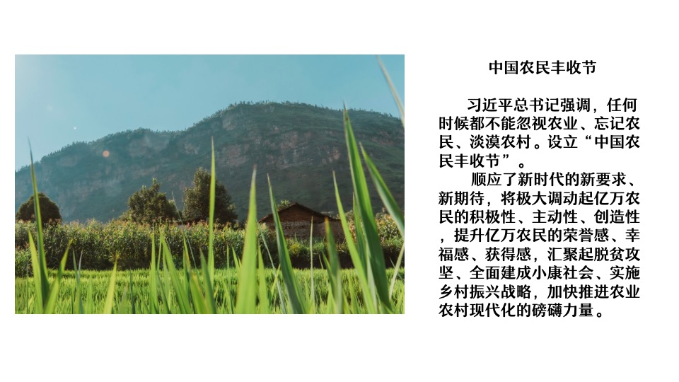 稻田农场丰收节系列（稻田里的丰收盛宴主题）活动策划方案