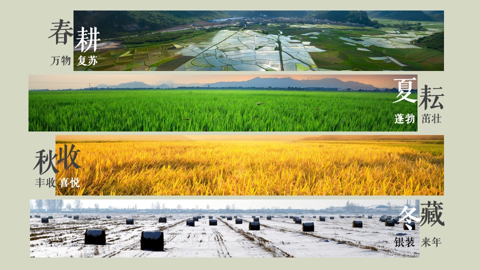 乡村丰收节盛典（稻谷飘香·鱼米丰收主题）活动策划方案