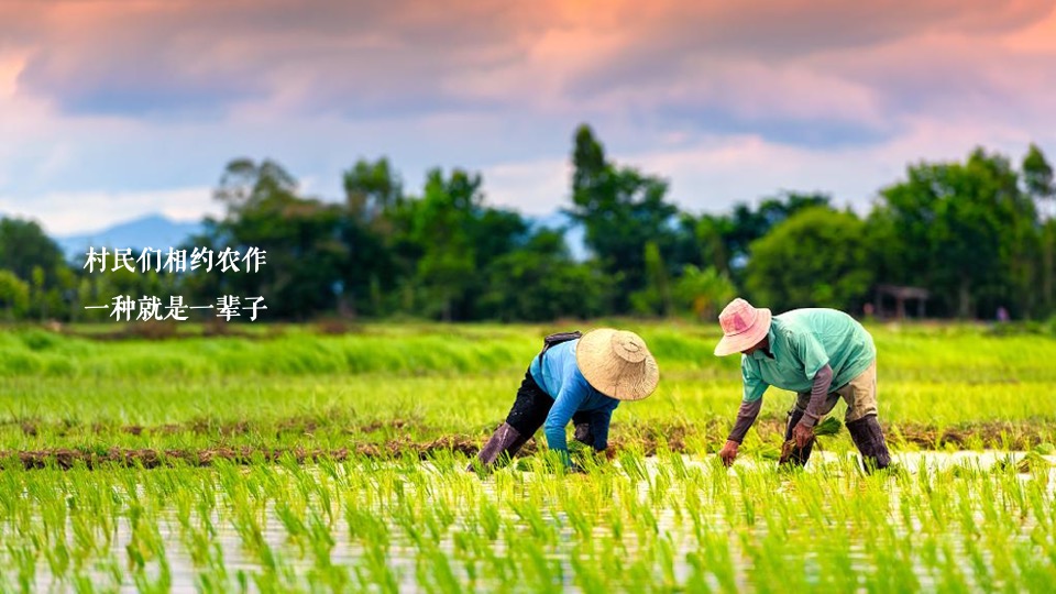 新津丰收节暨党建引领乡村振兴高峰论坛全案策划