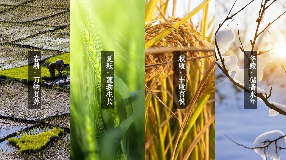 新津丰收节暨党建引领乡村振兴高峰论坛全案策划