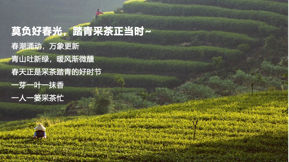 春日踏青茶艺研学（寻春·茶宴主题）活动策划方案