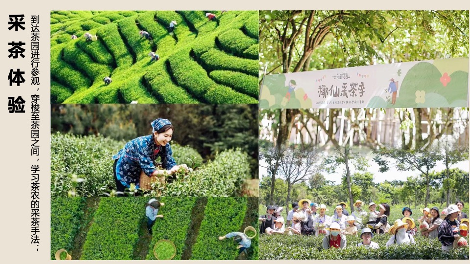 春日踏青茶艺研学（寻春·茶宴主题）活动策划方案