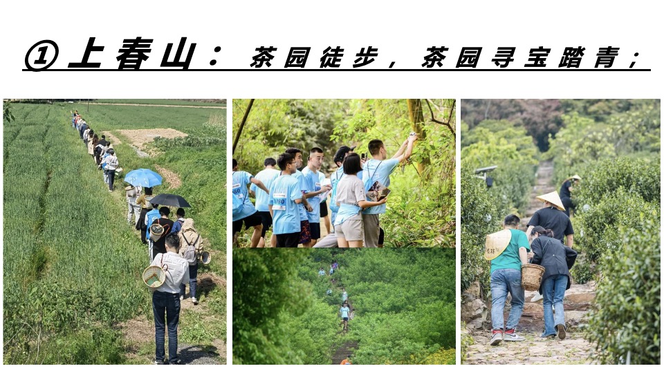 春日采茶团建研学踏青（上春山·去采茶主题）活动策划方案