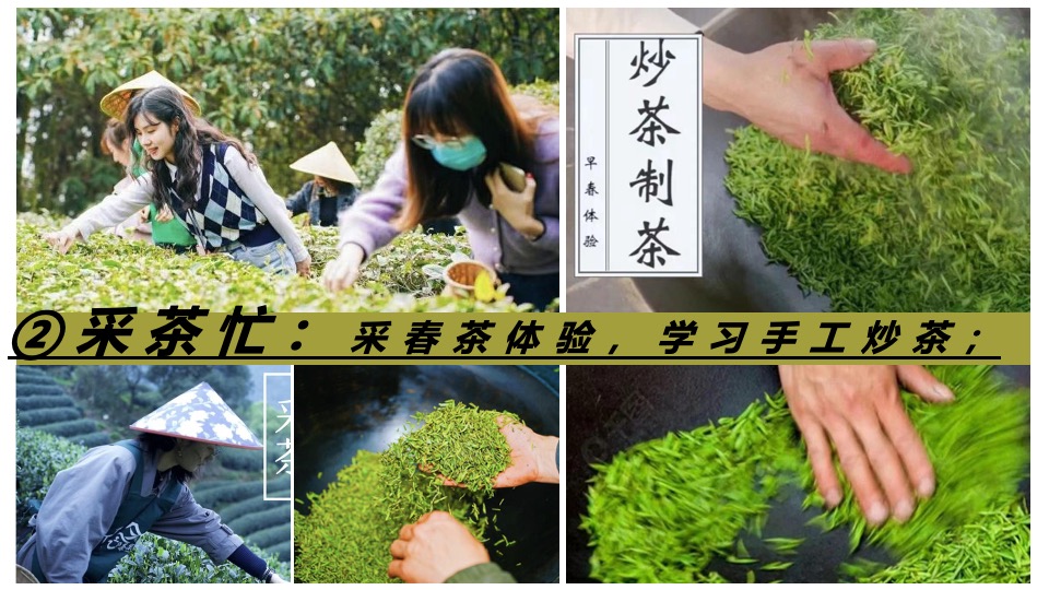 春日采茶团建研学踏青（上春山·去采茶主题）活动策划方案