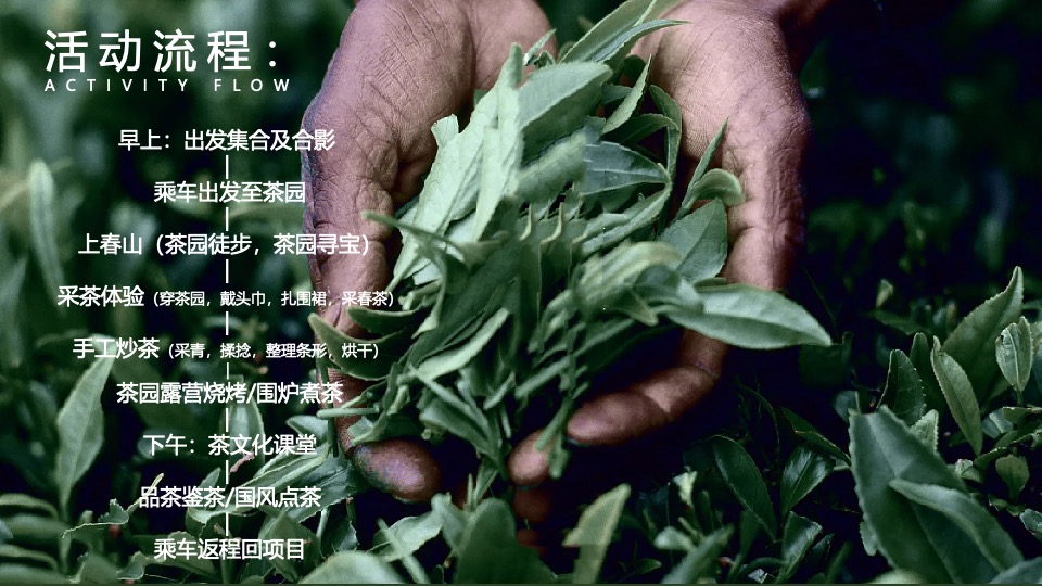 春日采茶团建研学踏青（上春山·去采茶主题）活动策划方案