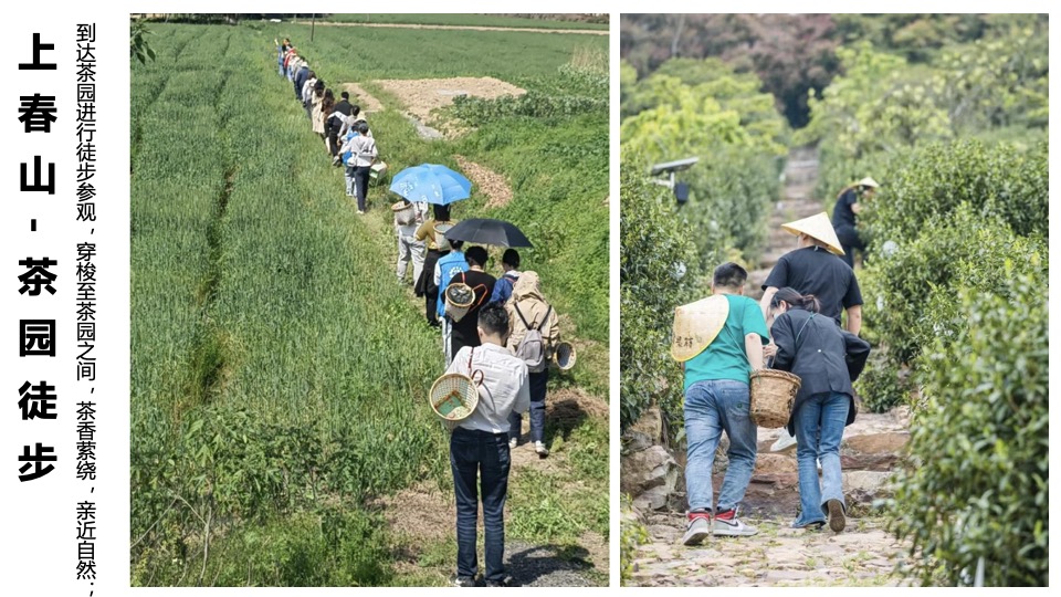 春日采茶团建研学踏青（上春山·去采茶主题）活动策划方案