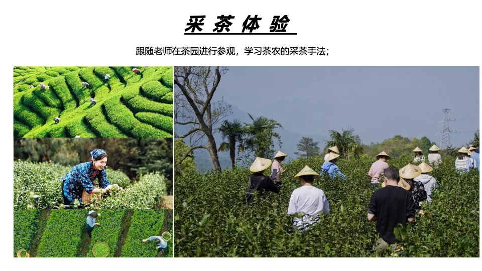 春日采茶团建研学踏青（上春山·去采茶主题）活动策划方案