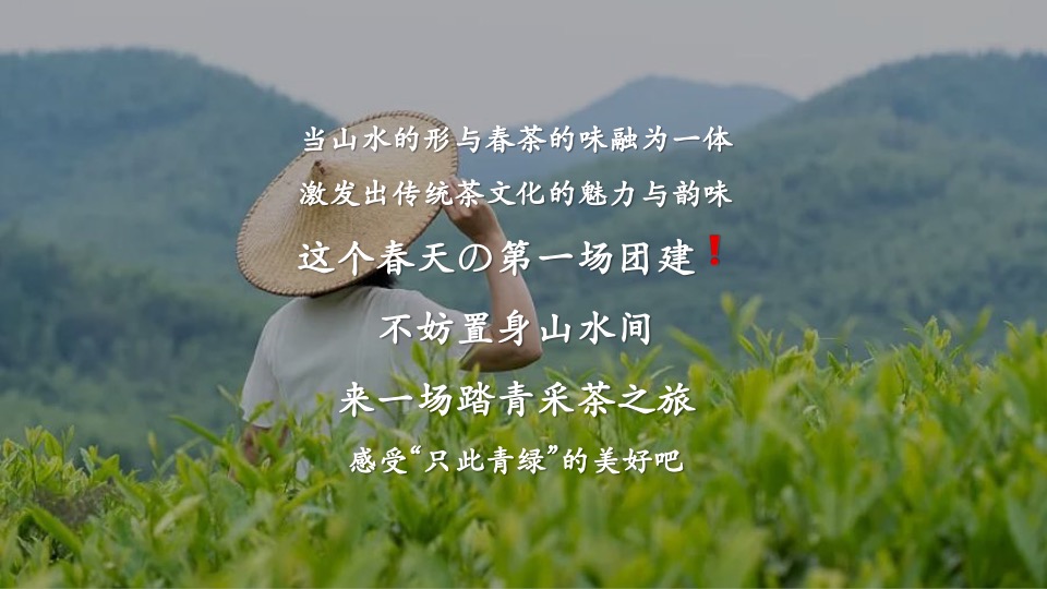 公司春季踏青寻茶香采茶团建（上春山 采春茶主题）活动策划方案