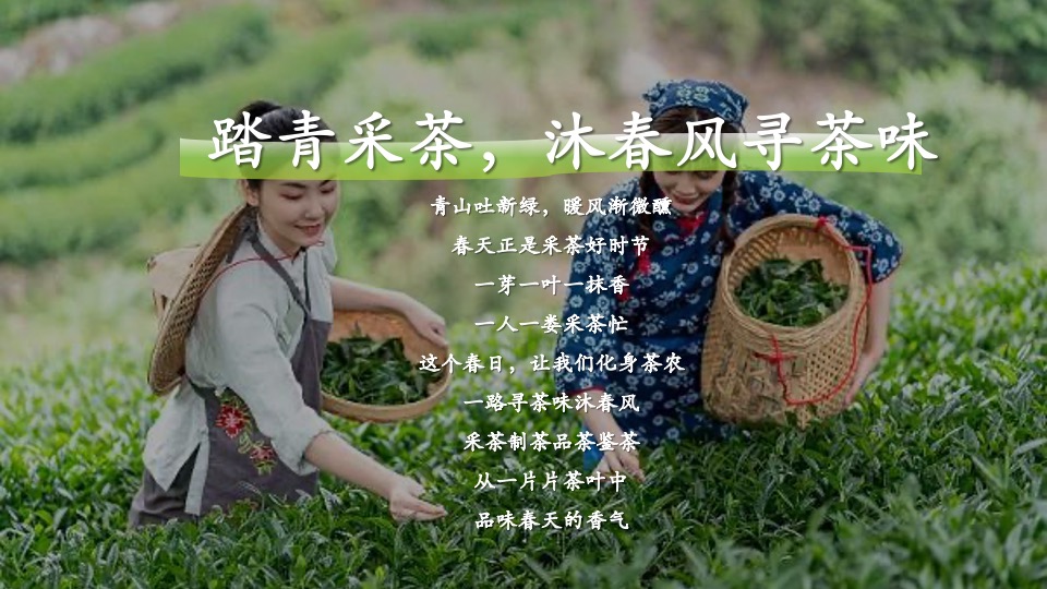 公司春季踏青寻茶香采茶团建（上春山 采春茶主题）活动策划方案