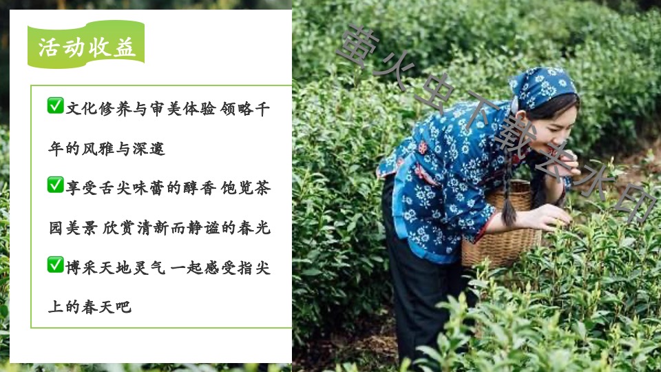 公司春季踏青寻茶香采茶团建（上春山 采春茶主题）活动策划方案