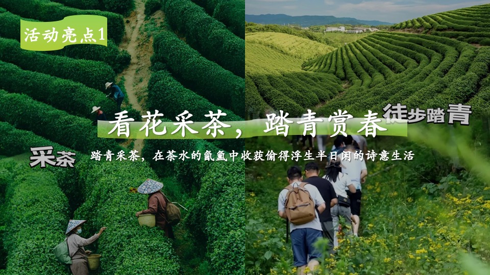 公司春季踏青寻茶香采茶团建（上春山 采春茶主题）活动策划方案