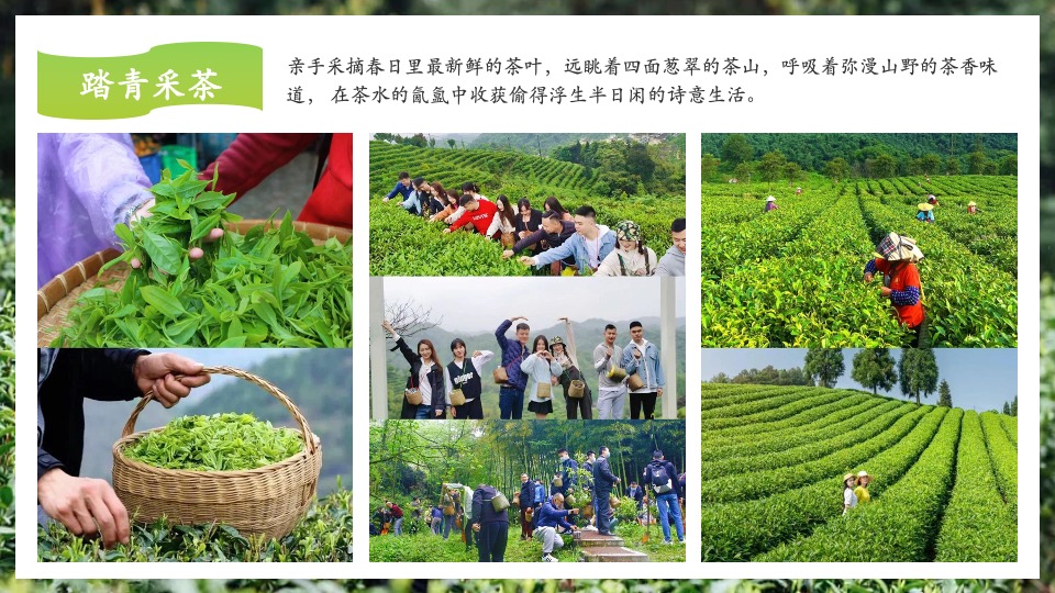 公司春季踏青寻茶香采茶团建（上春山 采春茶主题）活动策划方案