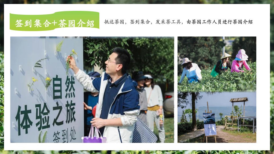 公司春季踏青寻茶香采茶团建（上春山 采春茶主题）活动策划方案