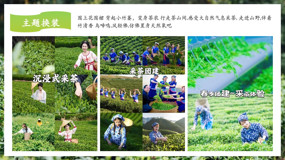 公司春季踏青寻茶香采茶团建（上春山 采春茶主题）活动策划方案