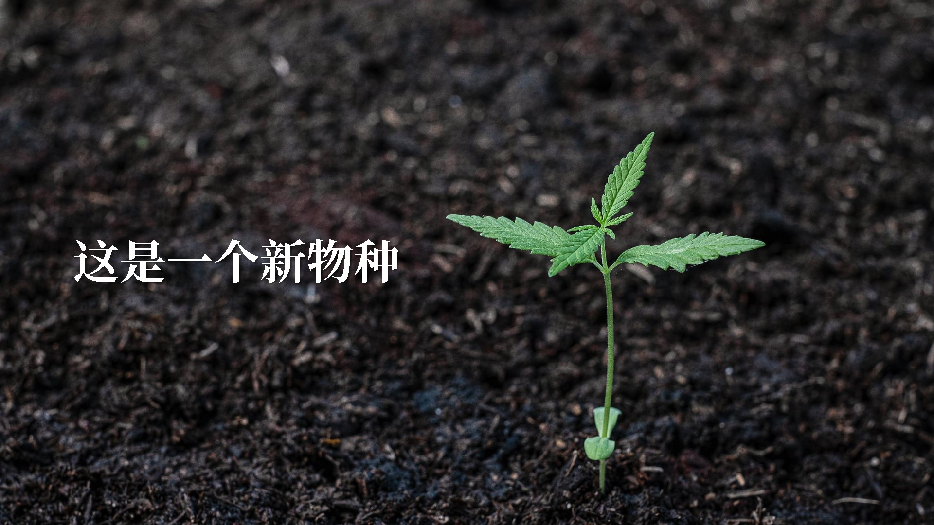 旭辉魔立方推广策略提报 #异见# #公寓#