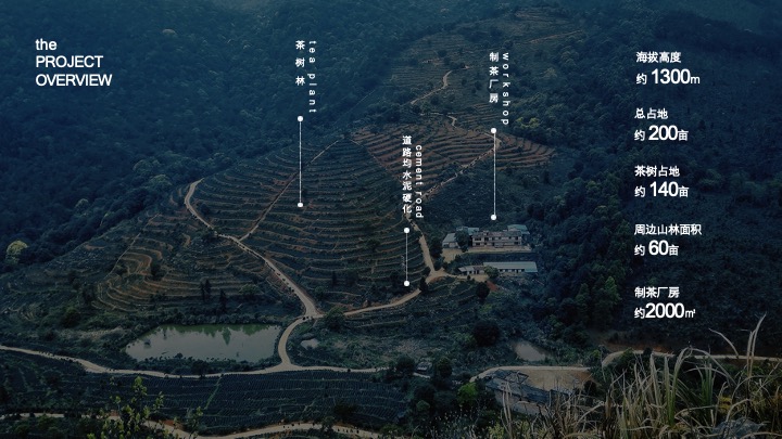 野奢生活云聚茶园招商方案