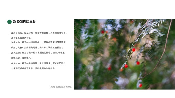 野奢生活云聚茶园招商方案