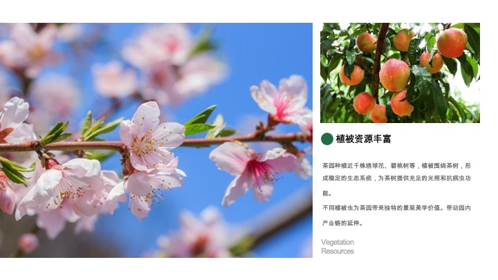 野奢生活云聚茶园招商方案