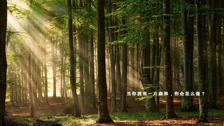 森林文旅景区全年营销规划案